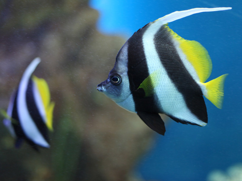 Mozambique Bannerfish