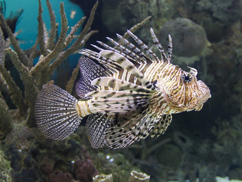 Mozambique Lion Fish