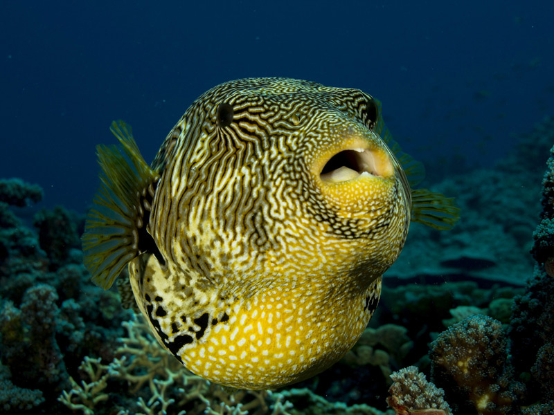 Mozambique Puffer Fish